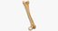 Human Femur Bone 01