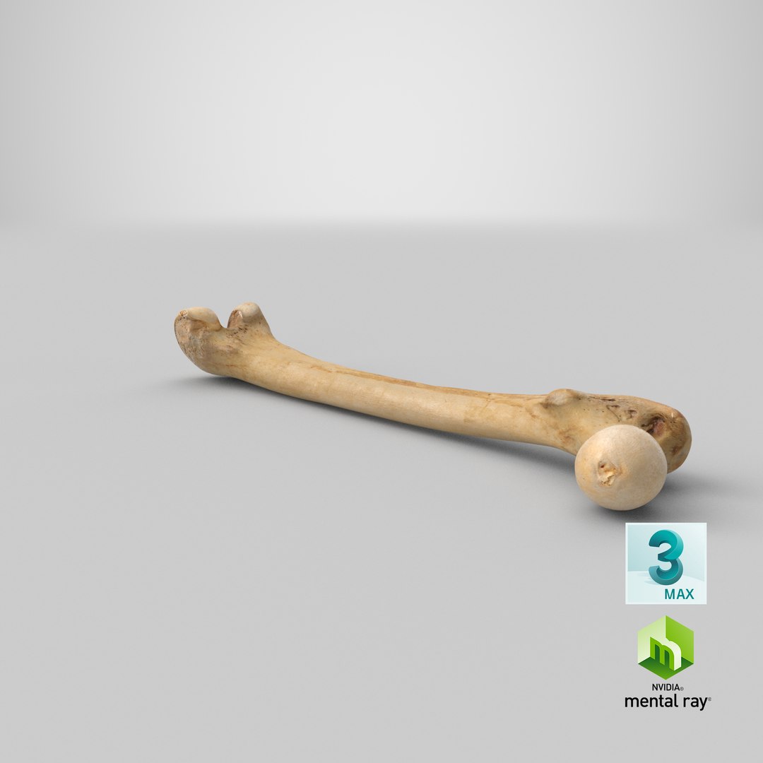 3D human femur bone 01 https://p.turbosquid.com/ts-thumb/FG/uFpjIu/OW6Rd0nC/stemcell_max_mental_ray_render/png/1562309100/1920x1080/fit_q87/37d8cbf9991fc0b45bddf1a981de7e4b376d3cb0/stemcell_max_mental_ray_render.jpg