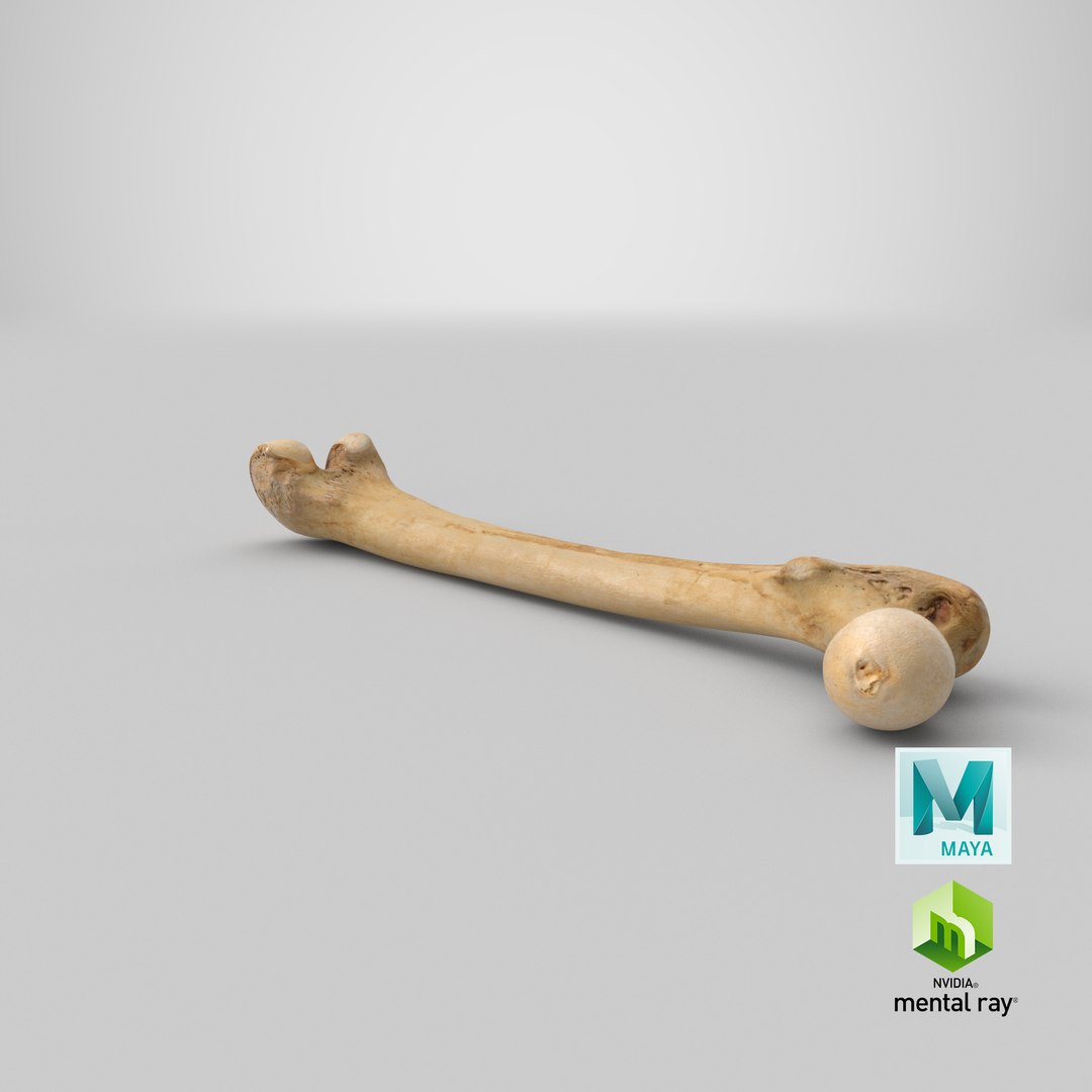 3D human femur bone 01 https://p.turbosquid.com/ts-thumb/FG/uFpjIu/OpQLfwhp/stemcell_maya_mental_ray_render/png/1562309094/1920x1080/fit_q87/2eb3437ca120dcaa2ea9fd1d954a14f8f66c97b8/stemcell_maya_mental_ray_render.jpg