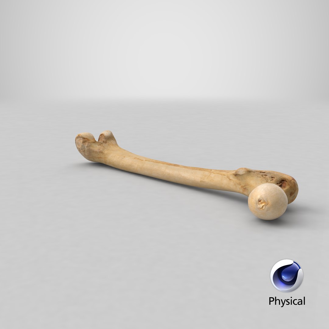3D human femur bone 01 https://p.turbosquid.com/ts-thumb/FG/uFpjIu/QLUnpQ29/stemcell_cinema_4d_physical_render/png/1562309103/1920x1080/fit_q87/a177b40c8882102f4b0eb093ecf2ff11f1bab851/stemcell_cinema_4d_physical_render.jpg