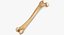 Human Femur Bone 01