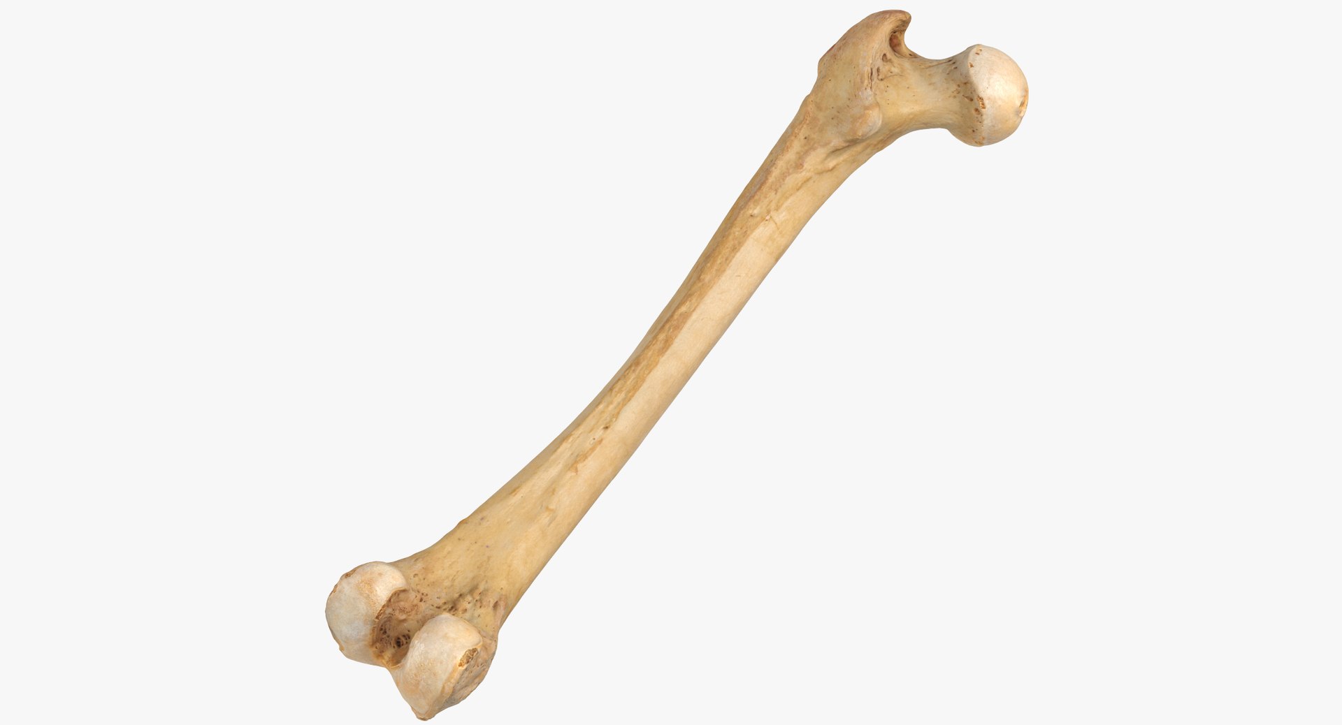 3D human femur bone 01 https://p.turbosquid.com/ts-thumb/FG/uFpjIu/V1tEFNKY/human_femur_bone_01_thumbnail_0000/jpg/1562072721/1920x1080/fit_q87/2b6c0e0d4e6ef6841bfdf99480a4584e1a70d5d5/human_femur_bone_01_thumbnail_0000.jpg