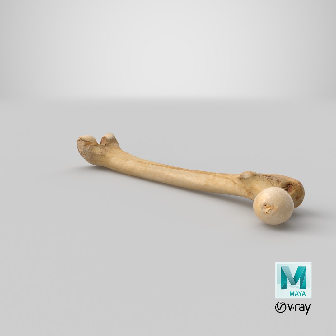 3D human femur bone 01 https://p.turbosquid.com/ts-thumb/FG/uFpjIu/WNd3Wsgn/stemcell_maya_vray_render/png/1562309090/1920x1080/fit_q87/009ab712960568f33004e4404596fad7939cf4f8/stemcell_maya_vray_render.jpg