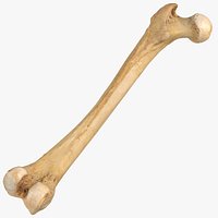 Human Femur Bone 01