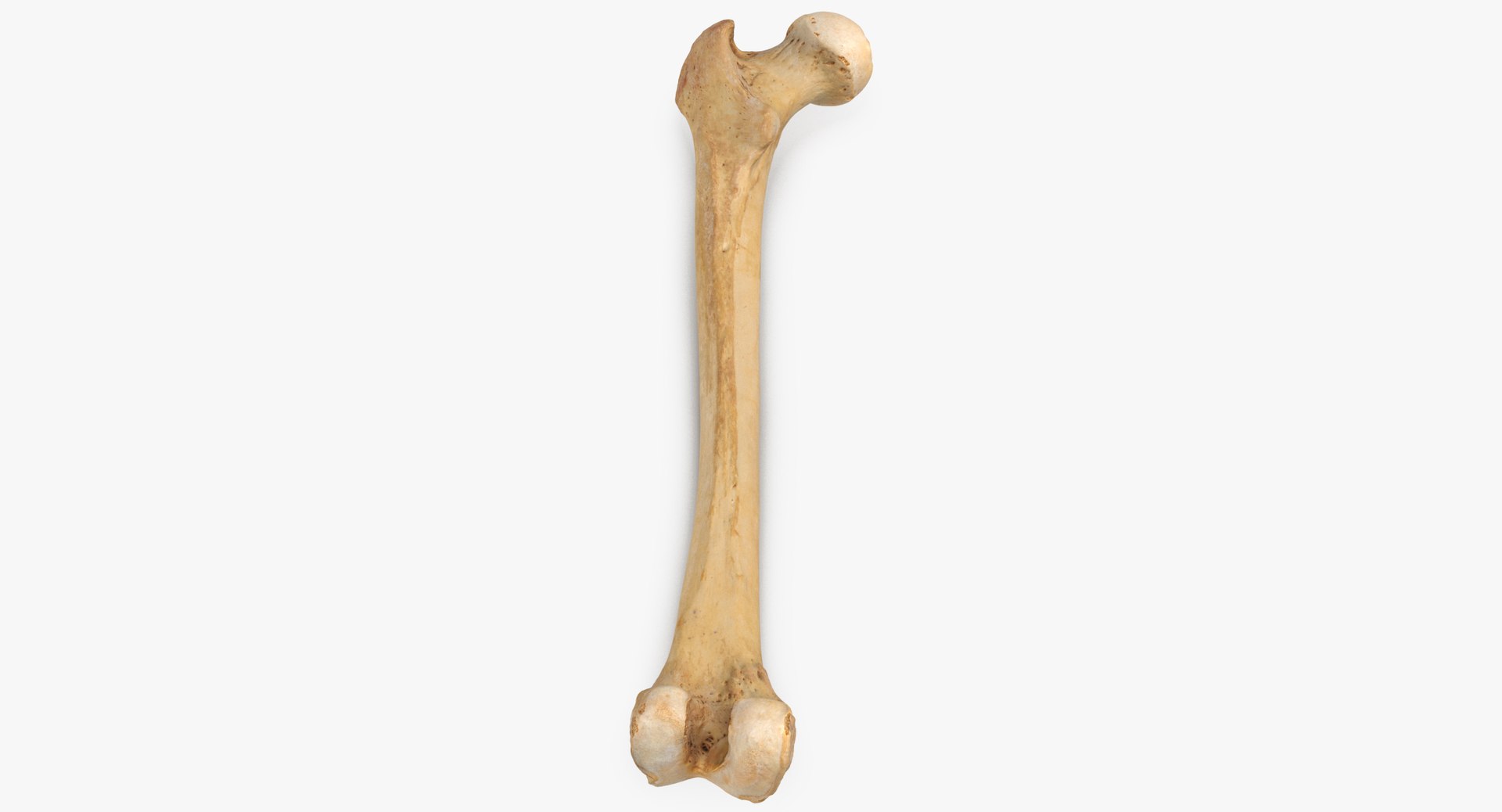 3D human femur bone 01 https://p.turbosquid.com/ts-thumb/FG/uFpjIu/b11xnBRy/human_femur_bone_01_thumbnail_0005/jpg/1562072721/1920x1080/fit_q87/deb45273feba14c8d709b2394da3c307e9160244/human_femur_bone_01_thumbnail_0005.jpg