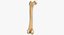 Human Femur Bone 01
