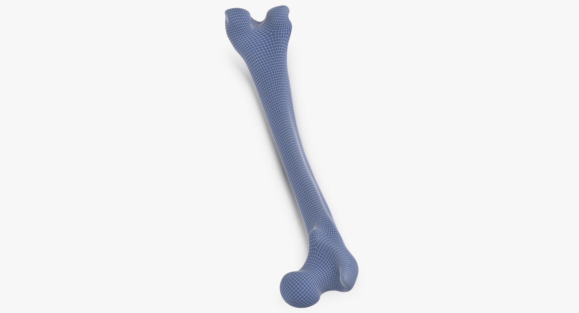 3D human femur bone 01 https://p.turbosquid.com/ts-thumb/FG/uFpjIu/cIYxJQut/human_femur_bone_01_wireframe_01_0006/jpg/1562072721/1920x1080/fit_q87/0d363ab30050ac23a815681afa54077273f55fd5/human_femur_bone_01_wireframe_01_0006.jpg