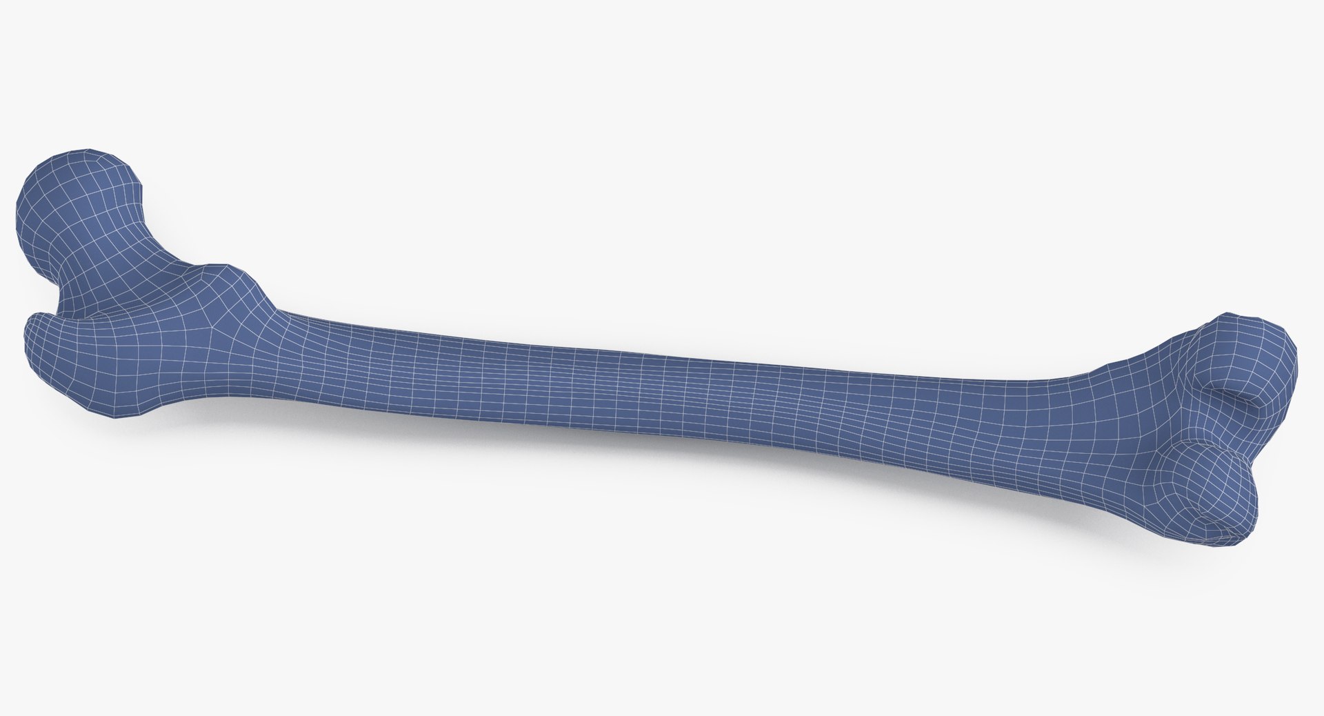 3D human femur bone 01 https://p.turbosquid.com/ts-thumb/FG/uFpjIu/giSxMwnD/human_femur_bone_01_wireframe_0002/jpg/1562072721/1920x1080/fit_q87/e9a2565ad66146d15b90f0f70726eda7e23082d3/human_femur_bone_01_wireframe_0002.jpg