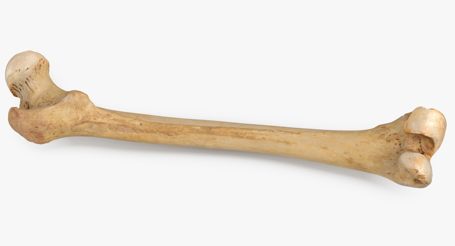 3D human femur bone 01 https://p.turbosquid.com/ts-thumb/FG/uFpjIu/jZnVIADD/human_femur_bone_01_thumbnail_0002/jpg/1562072721/1920x1080/fit_q87/e1a600f95f7b7b8530e1dafffbca603e4e0c3bb3/human_femur_bone_01_thumbnail_0002.jpg