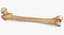 Human Femur Bone 01