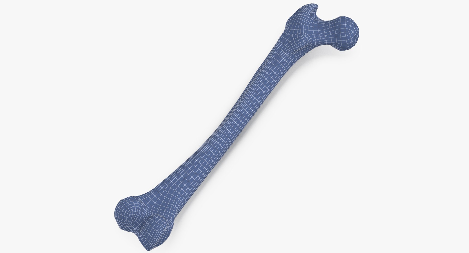 3D human femur bone 01 https://p.turbosquid.com/ts-thumb/FG/uFpjIu/og4vpKWX/human_femur_bone_01_wireframe_0001/jpg/1562072721/1920x1080/fit_q87/6869e68a774e2a52c105a048470be288d3b94453/human_femur_bone_01_wireframe_0001.jpg