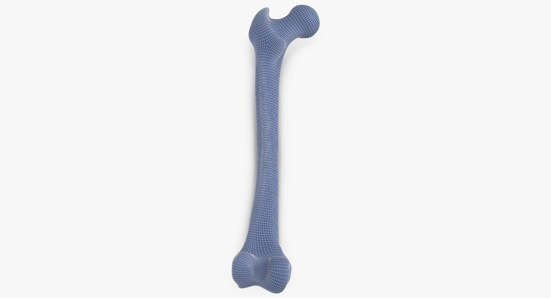 3D human femur bone 01 https://p.turbosquid.com/ts-thumb/FG/uFpjIu/vwpfyeK8/human_femur_bone_01_wireframe_01_0005/jpg/1562072721/1920x1080/fit_q87/5a1afe80f821a8f346ed085e245ffcdd0ccf7004/human_femur_bone_01_wireframe_01_0005.jpg