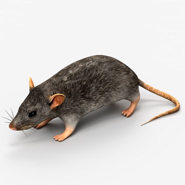 modelo 3d Rat Raton 2 - TurboSquid 844937