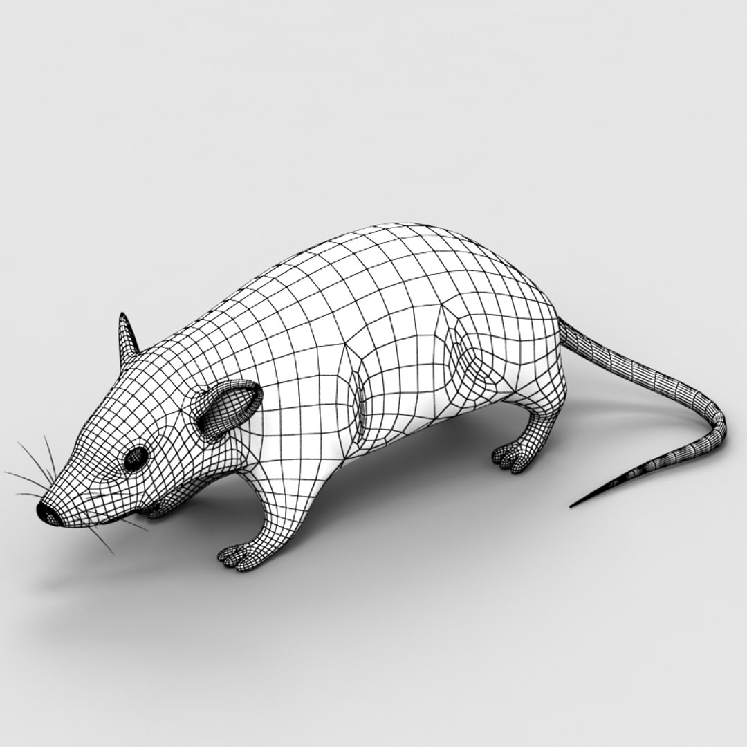 3d Model Rat Mouse