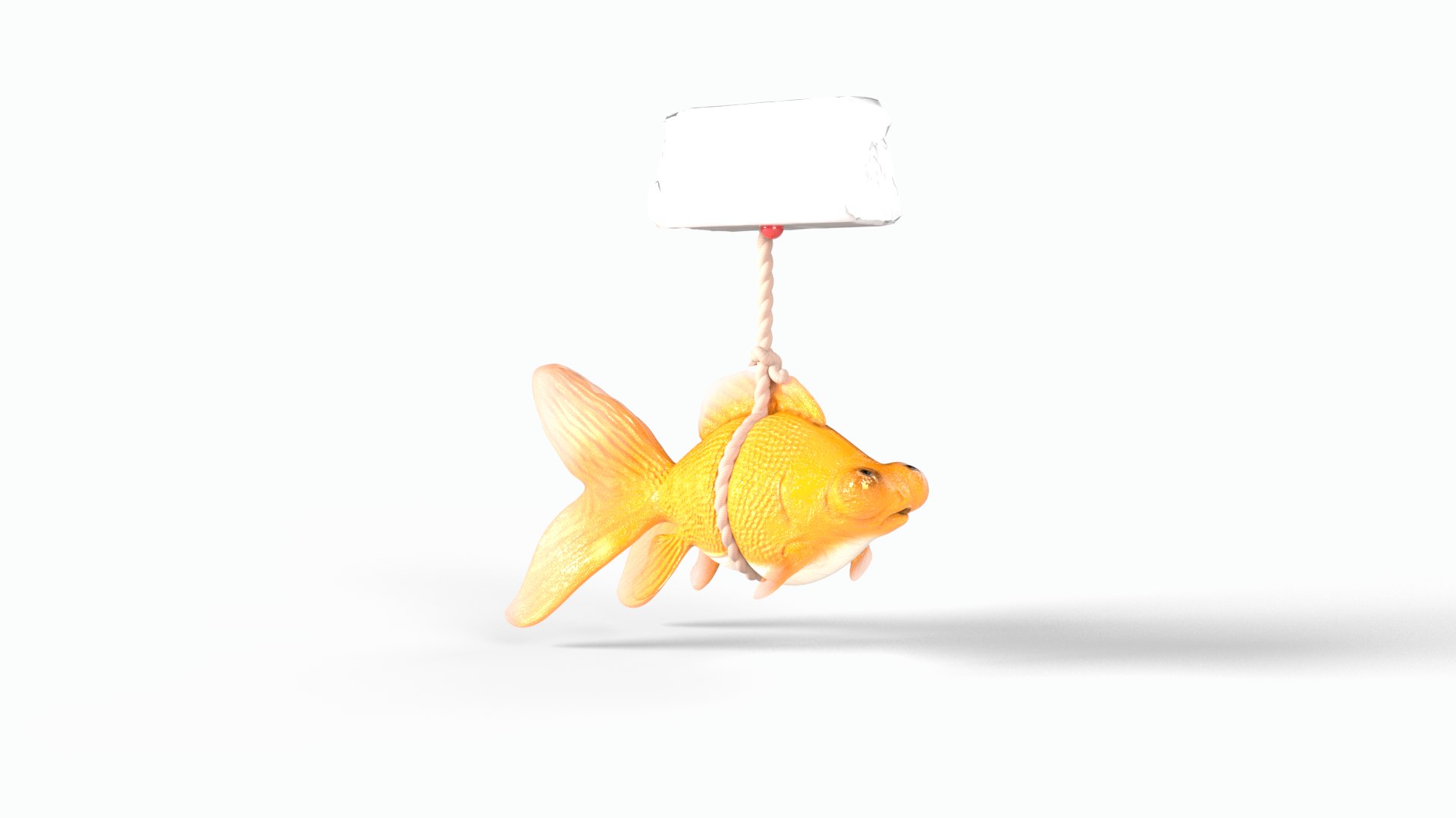 3D Orange gold fish bladder issue https://p.turbosquid.com/ts-thumb/FH/3REJXW/BS/goldfish0003/png/1747757782/1920x1080/fit_q87/af82b23c1c1b98d25e1228eb7b18952f53030975/goldfish0003.jpg