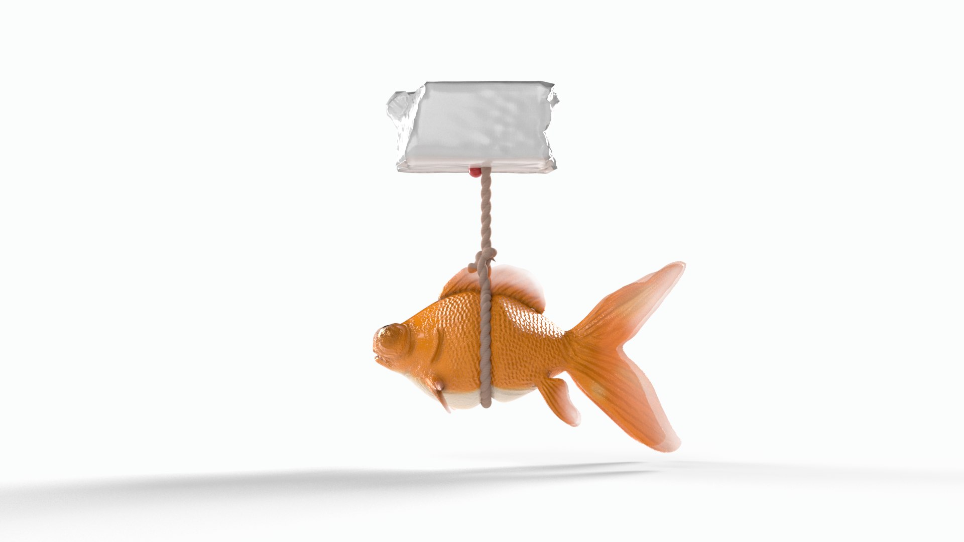 3D Orange gold fish bladder issue https://p.turbosquid.com/ts-thumb/FH/3REJXW/K8/goldfish0001/png/1747757782/1920x1080/fit_q87/4864ee193b1c7ba33526f9505a1022283539947f/goldfish0001.jpg