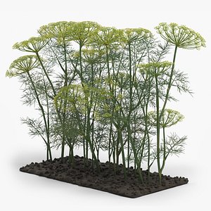 3D Garden Bed with Dill Flowering Bushes