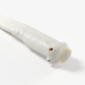 Tapeworm
