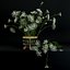 Annes Spitze in Ikebana-Vase