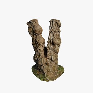 3D Anydrafts Hippophae rhamnoides Trunk 09