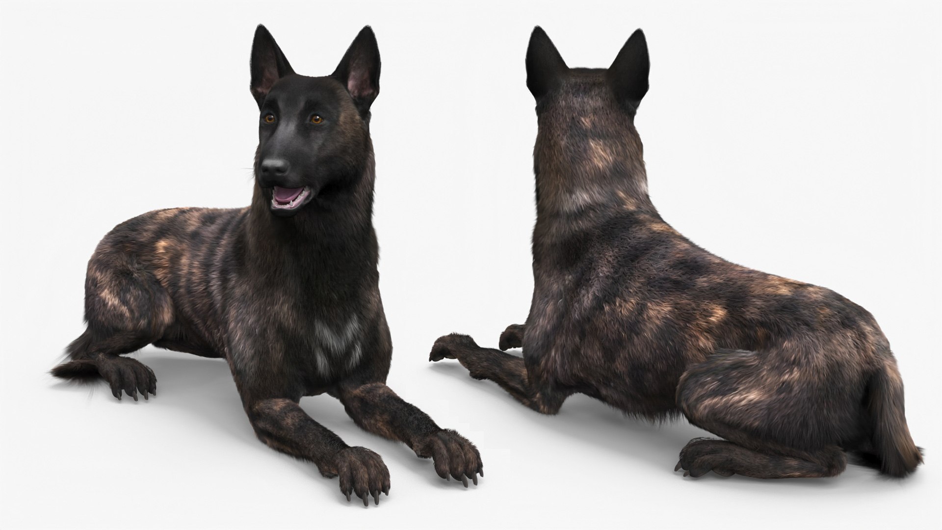 3D Shepherd Dog Lying Dark Brindle Fur https://p.turbosquid.com/ts-thumb/FH/si2a7Q/3c/shepherd_dog_lying_dark_brindle_fur_002/jpg/1755506926/1920x1080/fit_q87/c9648780a582566d2f72b5908aa01b1d163e969e/shepherd_dog_lying_dark_brindle_fur_002.jpg