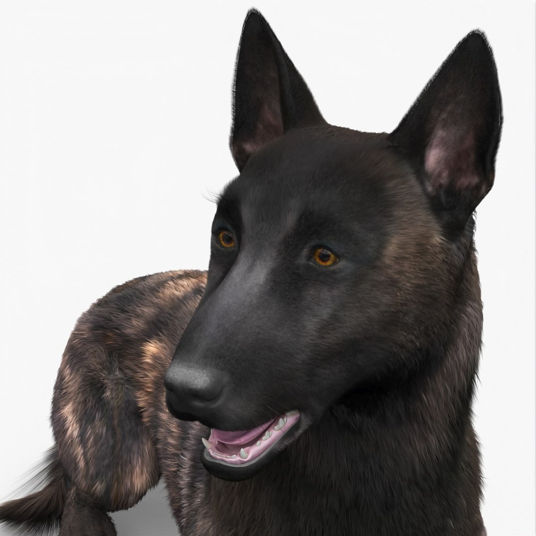 3D Shepherd Dog Lying Dark Brindle Fur https://p.turbosquid.com/ts-thumb/FH/si2a7Q/64/shepherd_dog_lying_dark_brindle_fur_001/jpg/1755506922/1920x1080/fit_q87/471adbfec2b197337ce6fc962097e12caae380e0/shepherd_dog_lying_dark_brindle_fur_001.jpg