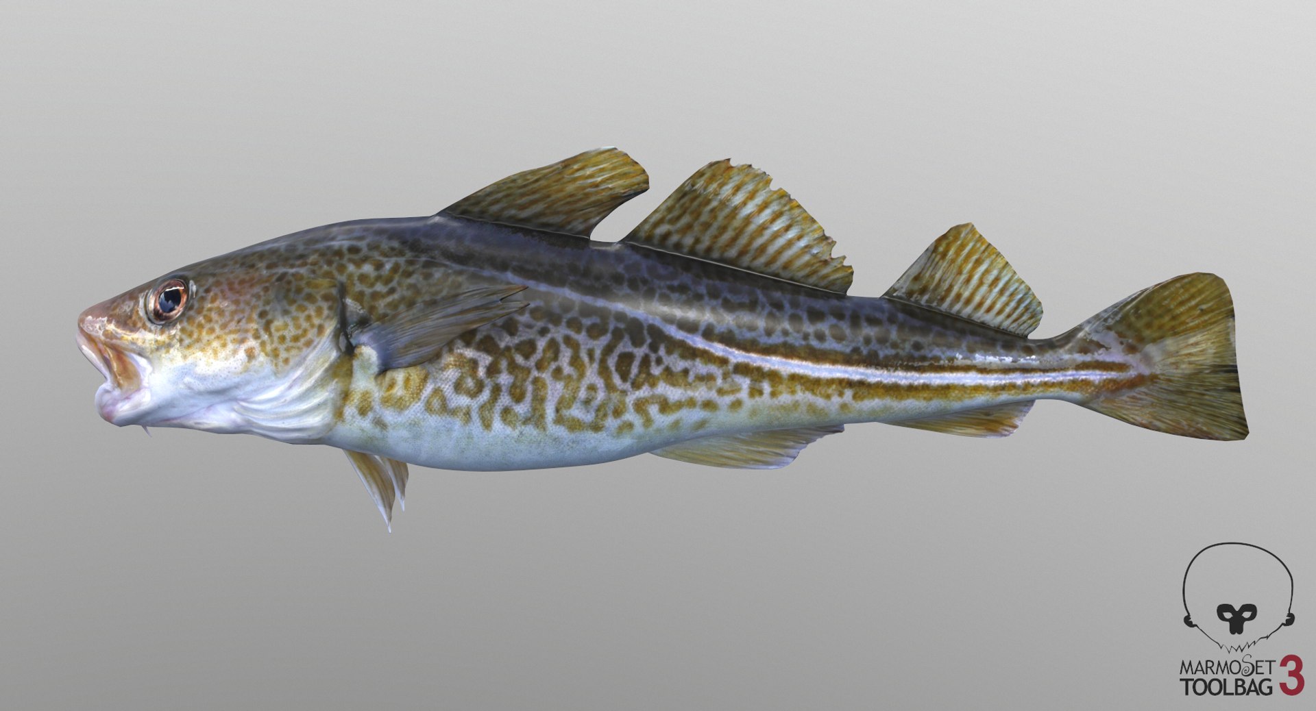 3D Cod Pbr Model - TurboSquid 1299571