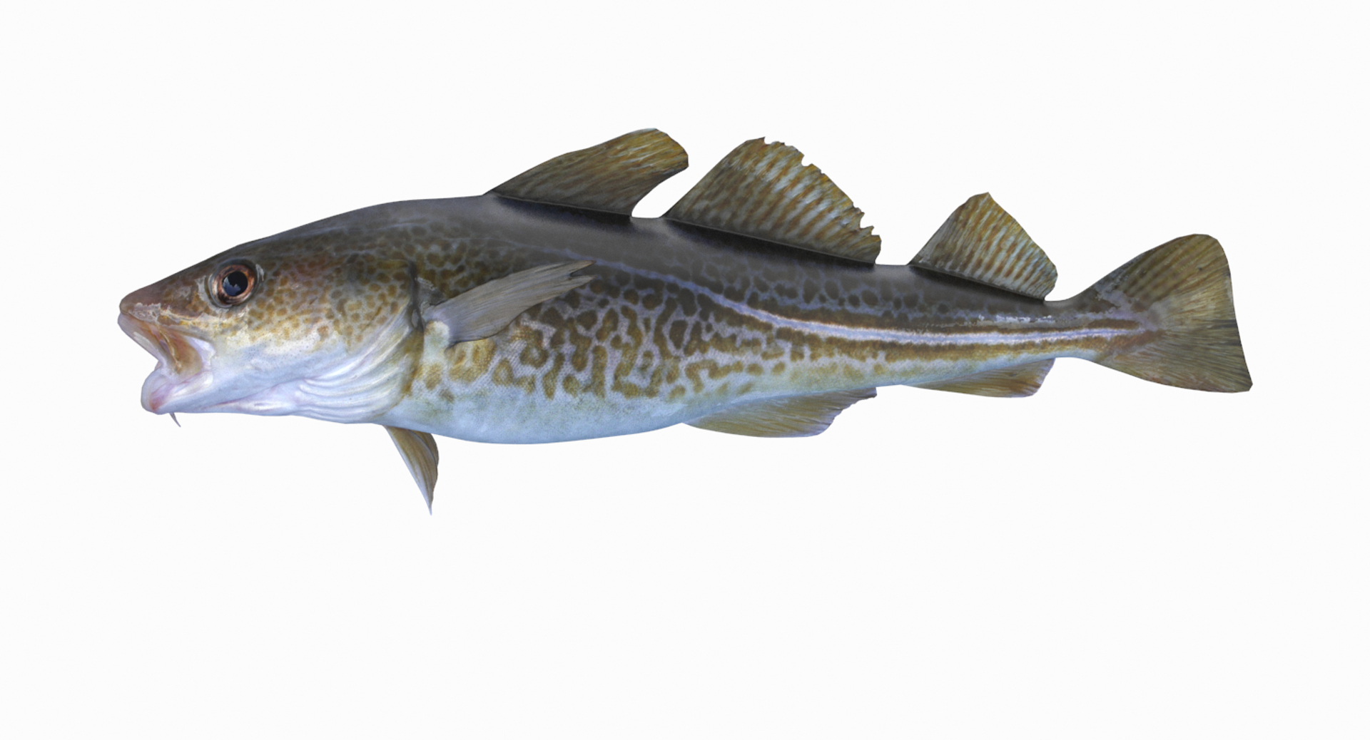 3D Cod Pbr Model - TurboSquid 1299571