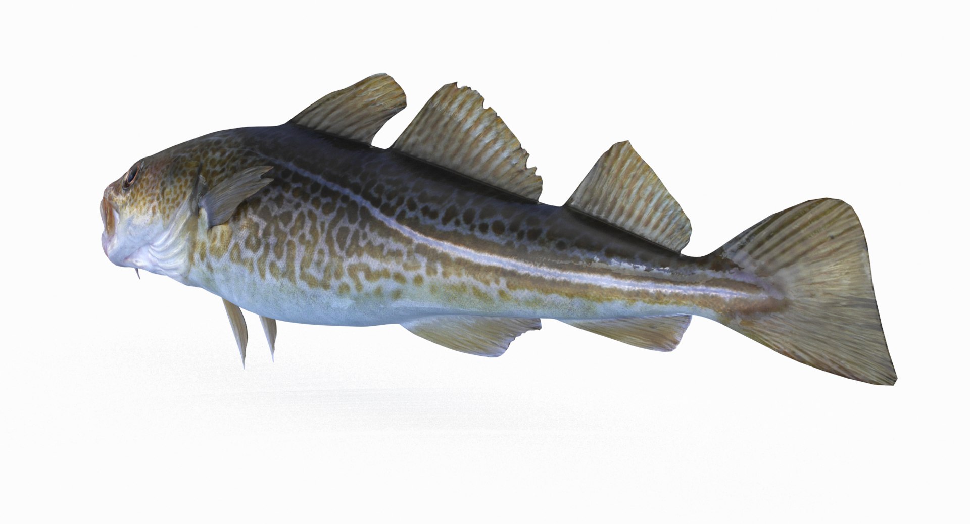 3D Cod Pbr Model - TurboSquid 1299571
