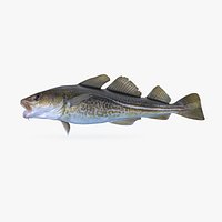Cod 02