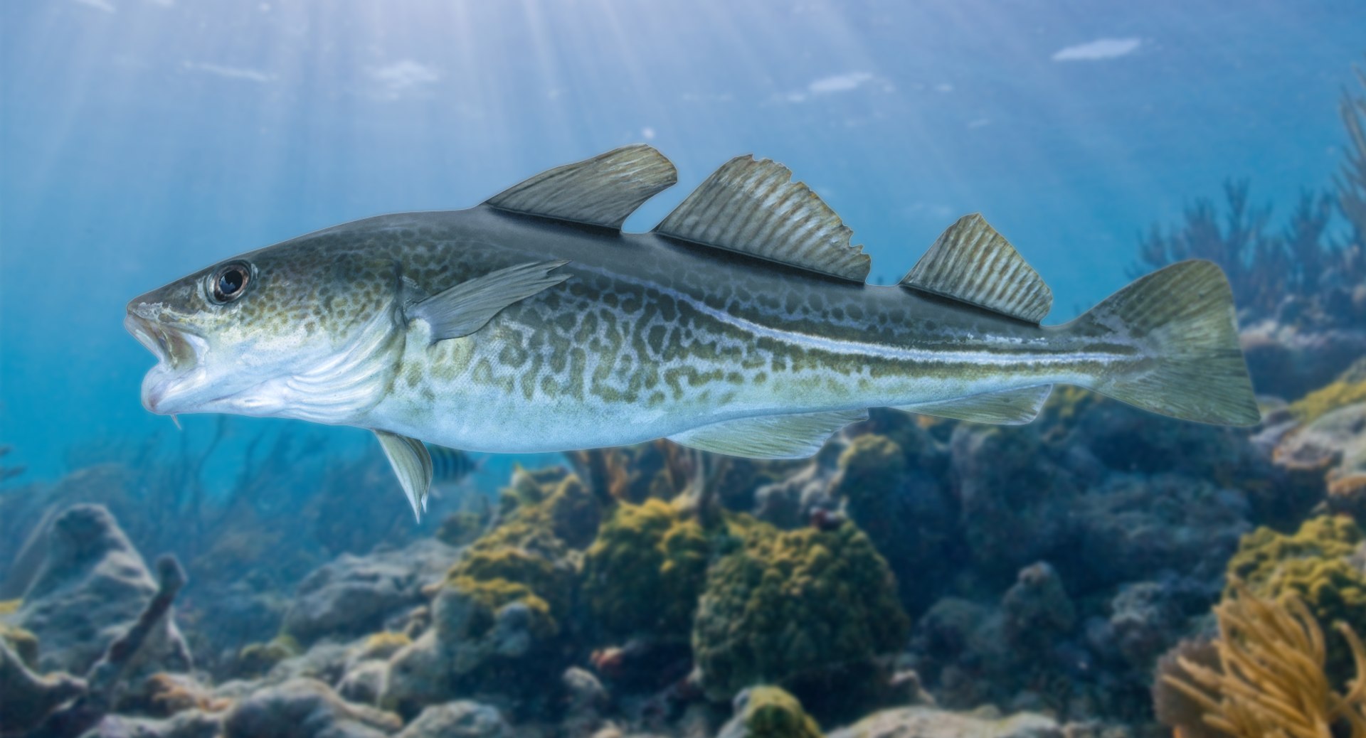 3D Cod Pbr Model - TurboSquid 1299571