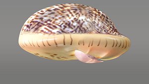 3d cypraea snails