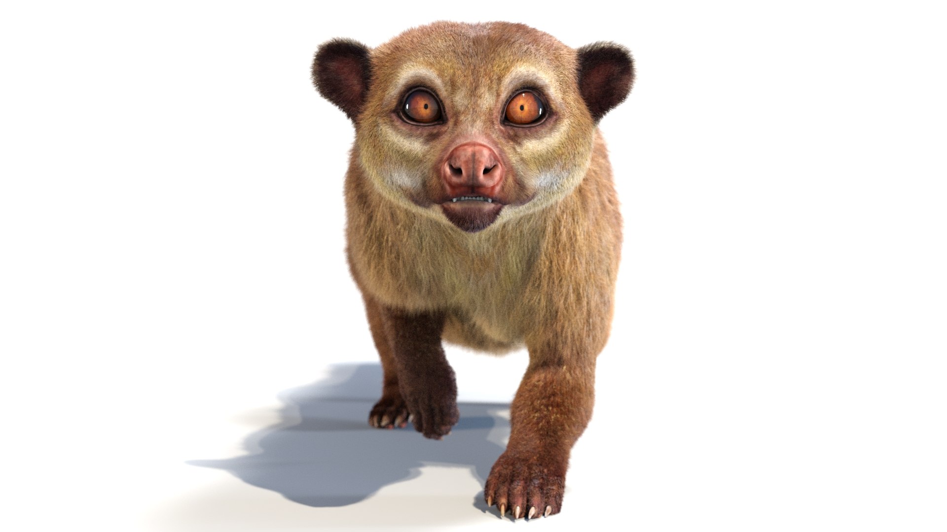 Kinkanjou Furry Animated 3D model - TurboSquid 1897110