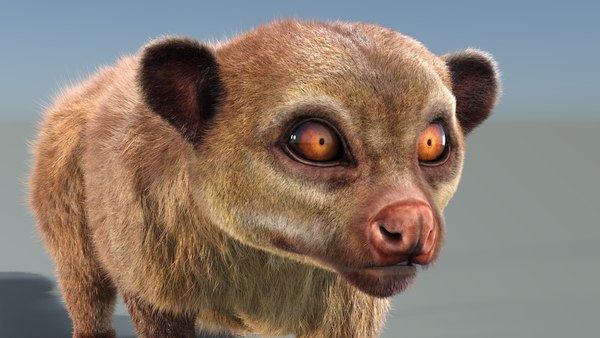 modelo 3d Kinkanjou peludo animado - TurboSquid 1897110