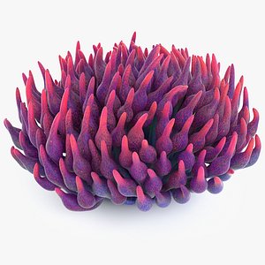 3D quadricolor anemone coral