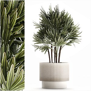 Small Raphis palm in a white modern pot 1464 3D model