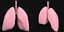 3D human lungs