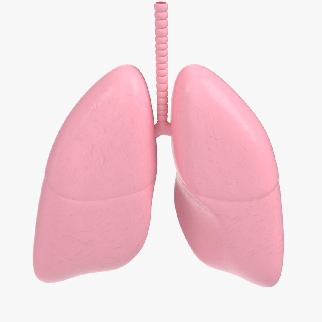 3D human lungs https://p.turbosquid.com/ts-thumb/FI/Dly8x3/EqH89lLJ/turntablesanatomy_human_lungs/jpg/1594893580/1920x1080/turn_fit_q99/d6ed306aeda6834ad7e3cd111a52bd7e33b6040f/turntablesanatomy_human_lungs-1.jpg