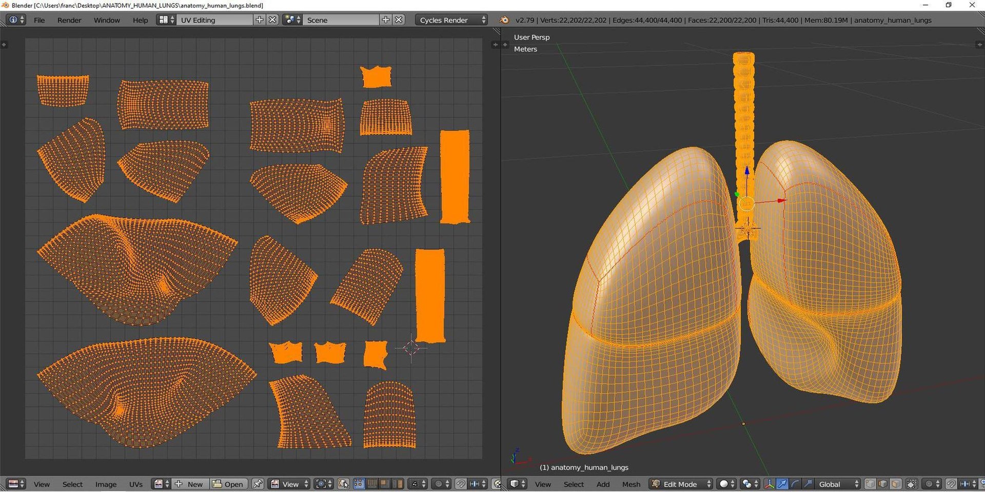 3D human lungs https://p.turbosquid.com/ts-thumb/FI/Dly8x3/YL/tsanatomy_human_lungs09/jpg/1640722048/1920x1080/fit_q87/de65cf97b49635a0f9105b229f34e1ddd66f4760/tsanatomy_human_lungs09.jpg