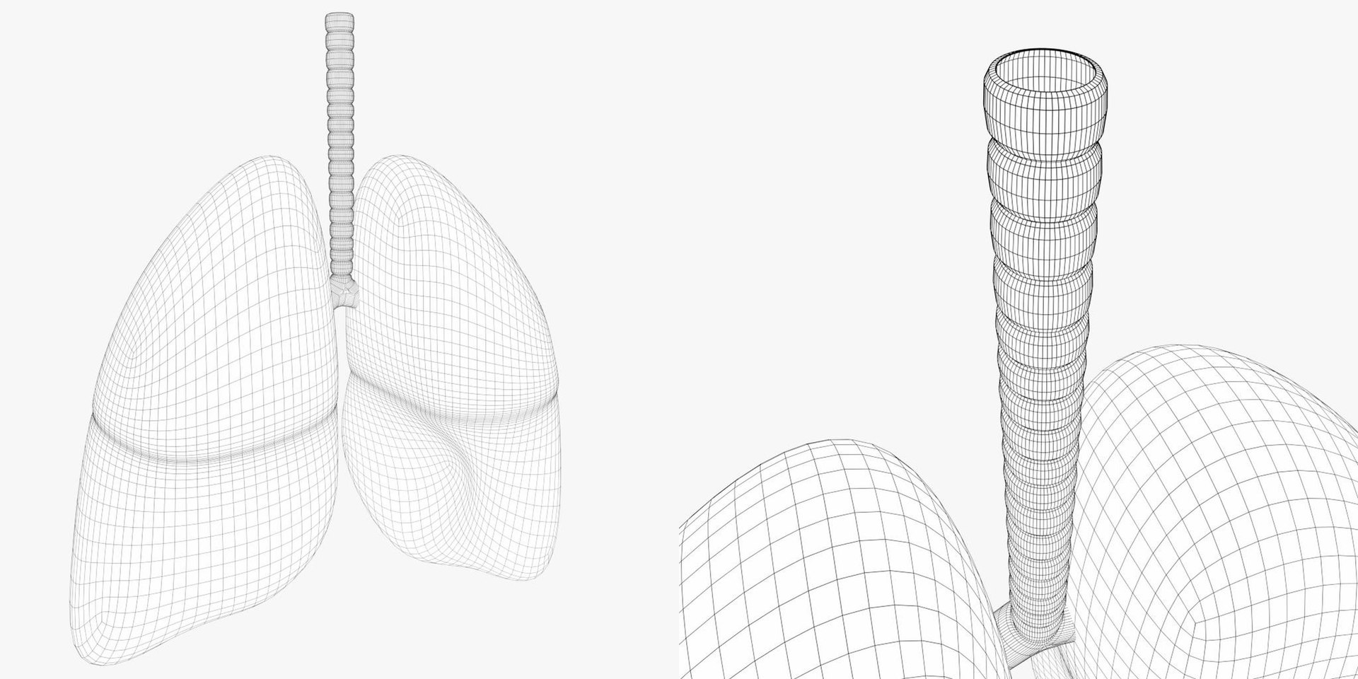 3D human lungs https://p.turbosquid.com/ts-thumb/FI/Dly8x3/k7/tsanatomy_human_lungs06/jpg/1640722049/1920x1080/fit_q87/11e912153d231d27a13c6d460b1354a51db3a690/tsanatomy_human_lungs06.jpg