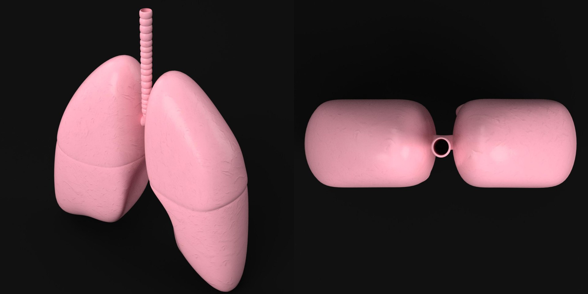 3D human lungs https://p.turbosquid.com/ts-thumb/FI/Dly8x3/xv/tsanatomy_human_lungs04/jpg/1640722044/1920x1080/fit_q87/51455bafaad23befb308a3fad8571b2ab616abfd/tsanatomy_human_lungs04.jpg