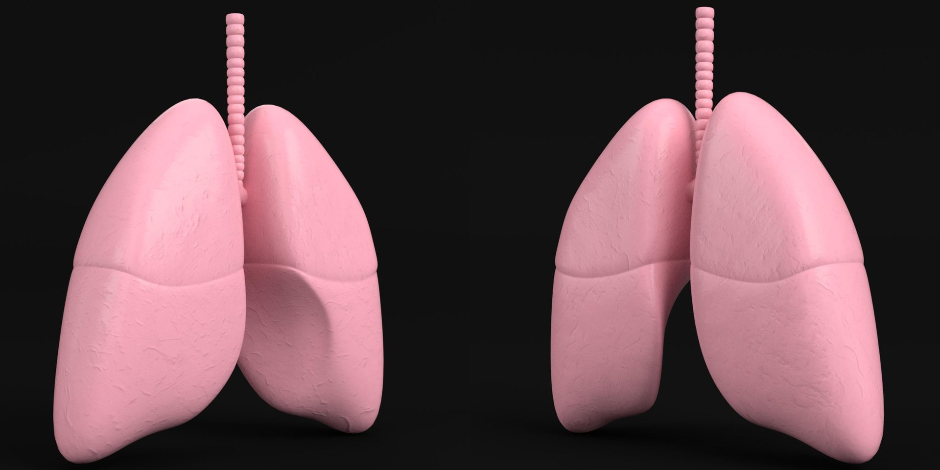3D human lungs https://p.turbosquid.com/ts-thumb/FI/Dly8x3/yH/tsanatomy_human_lungs02/jpg/1640722044/1920x1080/fit_q87/ce9d07fa44742b39acb051ad4a466c869f9a80cf/tsanatomy_human_lungs02.jpg