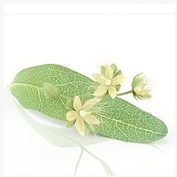 Linden tilia cordata flowers tea
