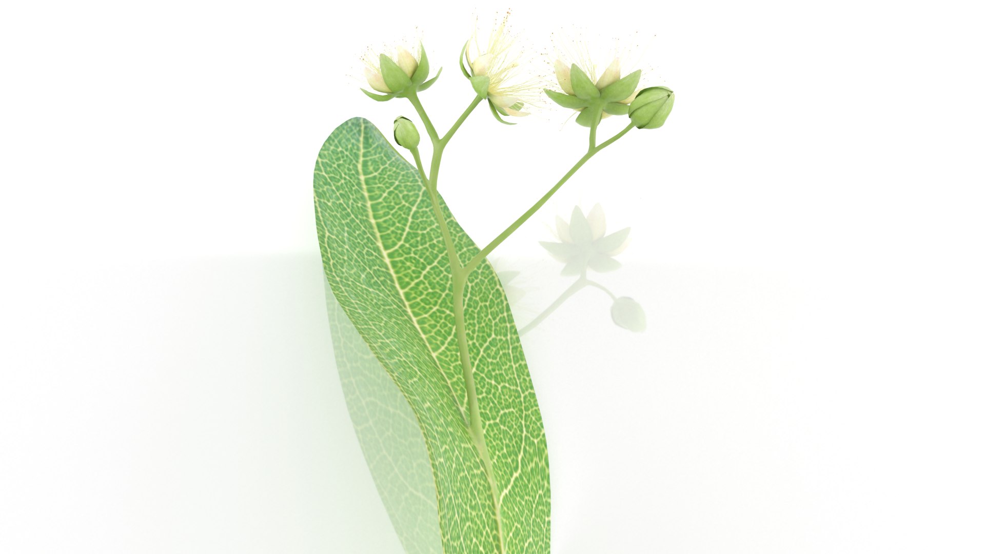 3D model Linden tilia cordata flowers herb https://p.turbosquid.com/ts-thumb/FI/G8vg3b/pI/4/png/1651037880/1920x1080/fit_q87/647d3880d1277031587a327315bd20a847f81d4e/4.jpg