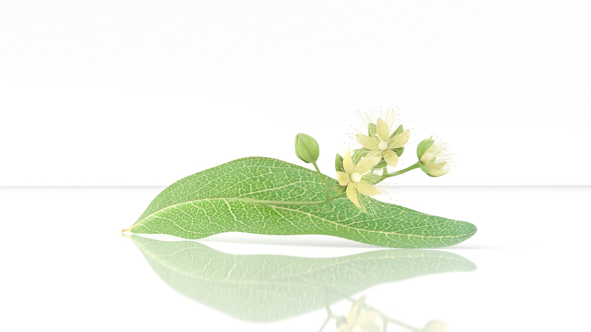 3D model Linden tilia cordata flowers herb https://p.turbosquid.com/ts-thumb/FI/G8vg3b/qB/5/png/1651037874/1920x1080/fit_q87/9069f34a0d037f9bcde501f4be4862319b81342c/5.jpg
