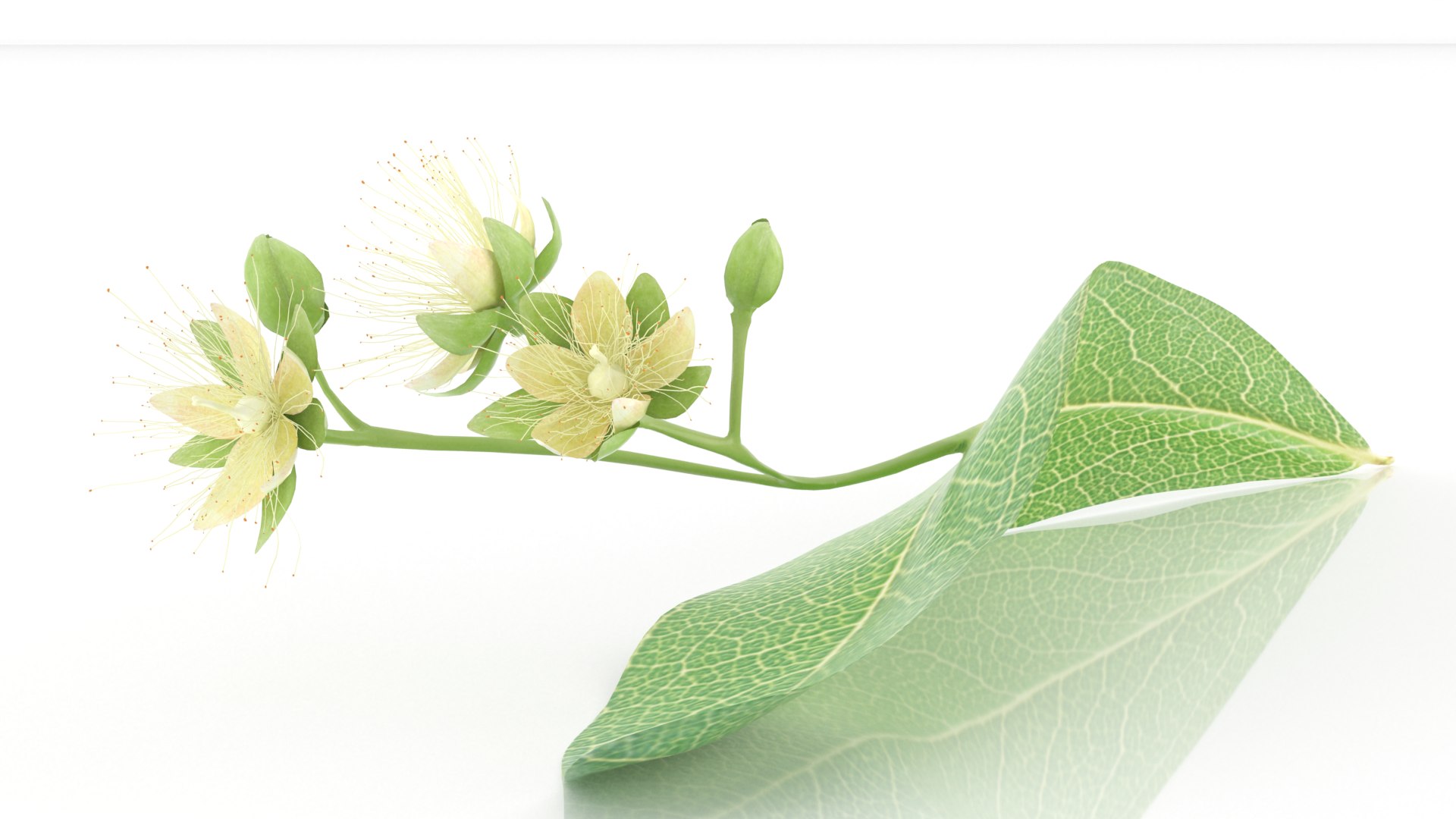 3D model Linden tilia cordata flowers herb https://p.turbosquid.com/ts-thumb/FI/G8vg3b/w0/2/png/1651037886/1920x1080/fit_q87/07dc8f32036f90cad626215d94d9d07cf3a28010/2.jpg