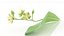 Ziele lipy tilia cordata