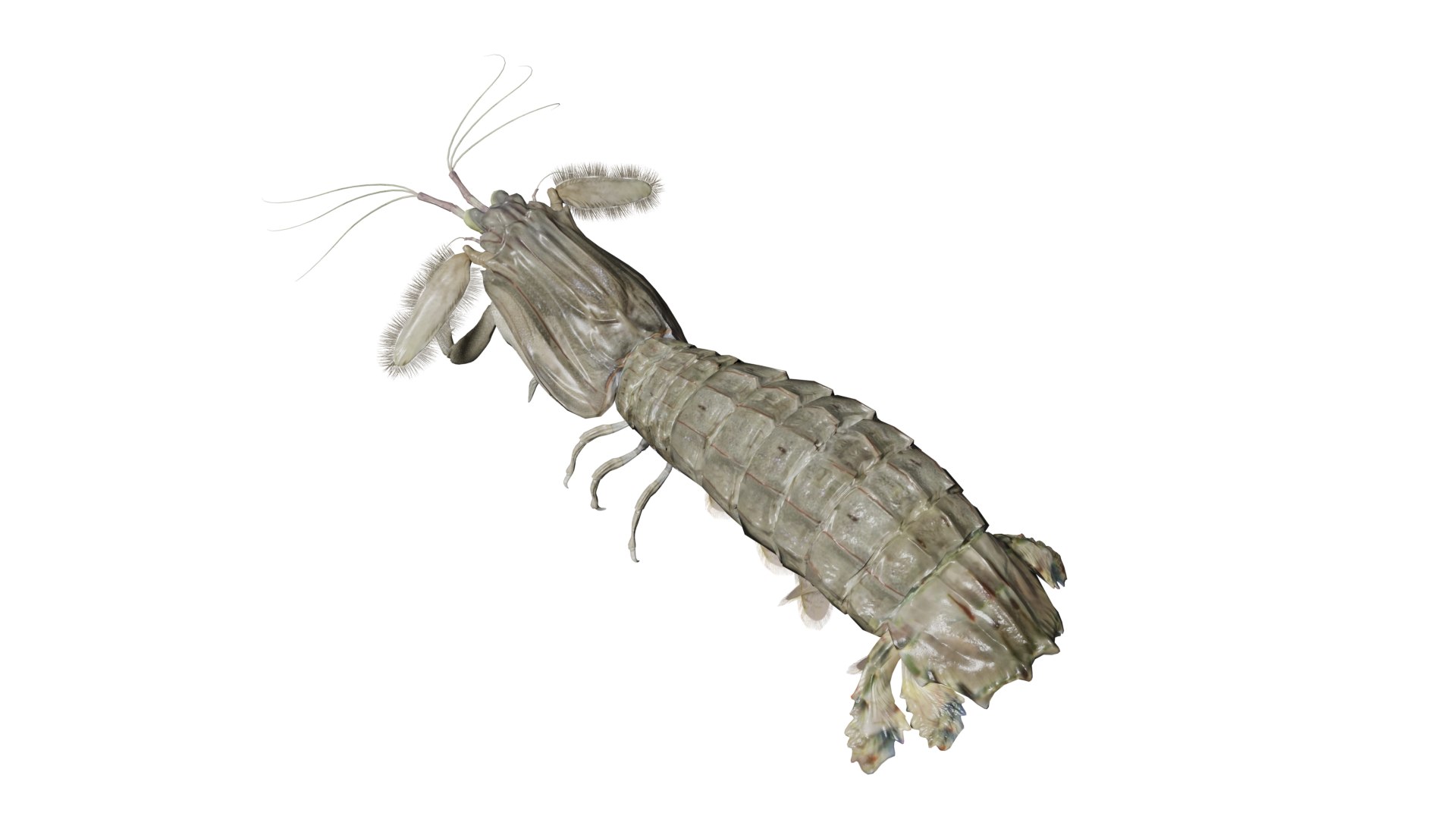 animated mantis shrimp 3D https://p.turbosquid.com/ts-thumb/FI/W4VHl1/8X/01/png/1736854317/1920x1080/fit_q87/2e4c1a377fcbc25eee33cb740bc4b5fe37a74f8d/01.jpg