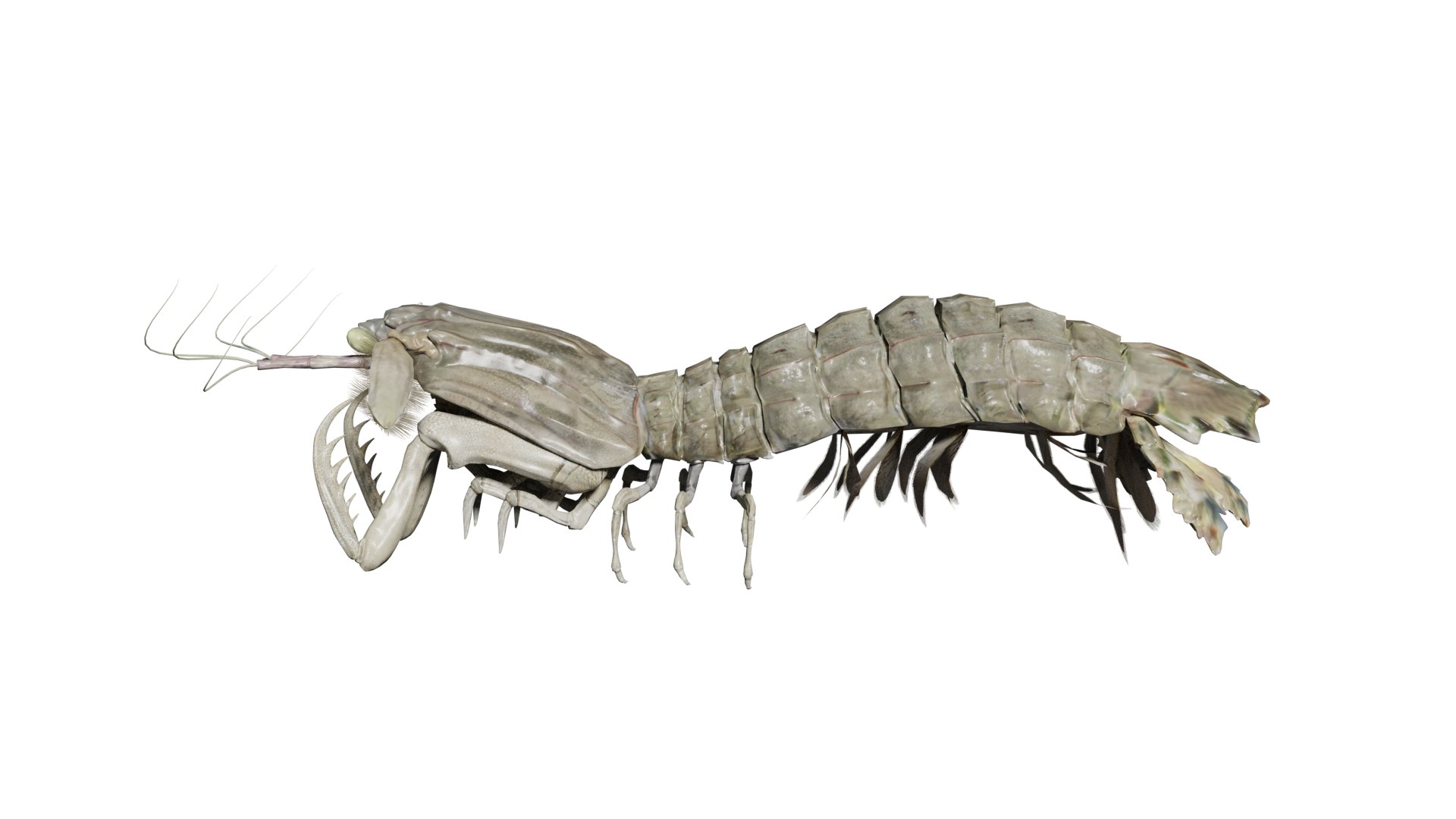 animated mantis shrimp 3D https://p.turbosquid.com/ts-thumb/FI/W4VHl1/B2/03/png/1736854322/1920x1080/fit_q87/9e6841a3da7bdc5f9cfb70276a9dd0b4b7a83147/03.jpg