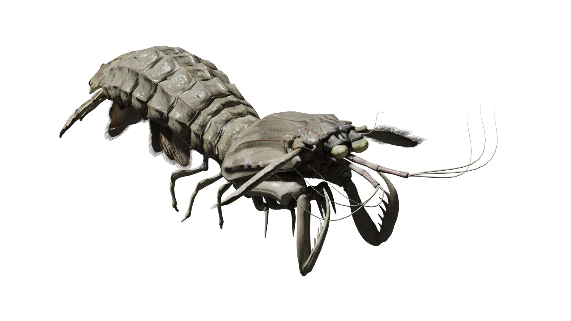 animated mantis shrimp 3D https://p.turbosquid.com/ts-thumb/FI/W4VHl1/Mi/02/png/1736854323/1920x1080/fit_q87/997eb156ad4f8edc9283feabffd736e49a91a233/02.jpg